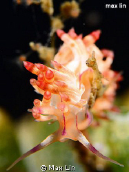 nudi/D7000+105mm Lembeh by Max Lin 